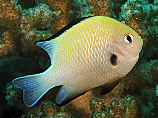 de mer rouge